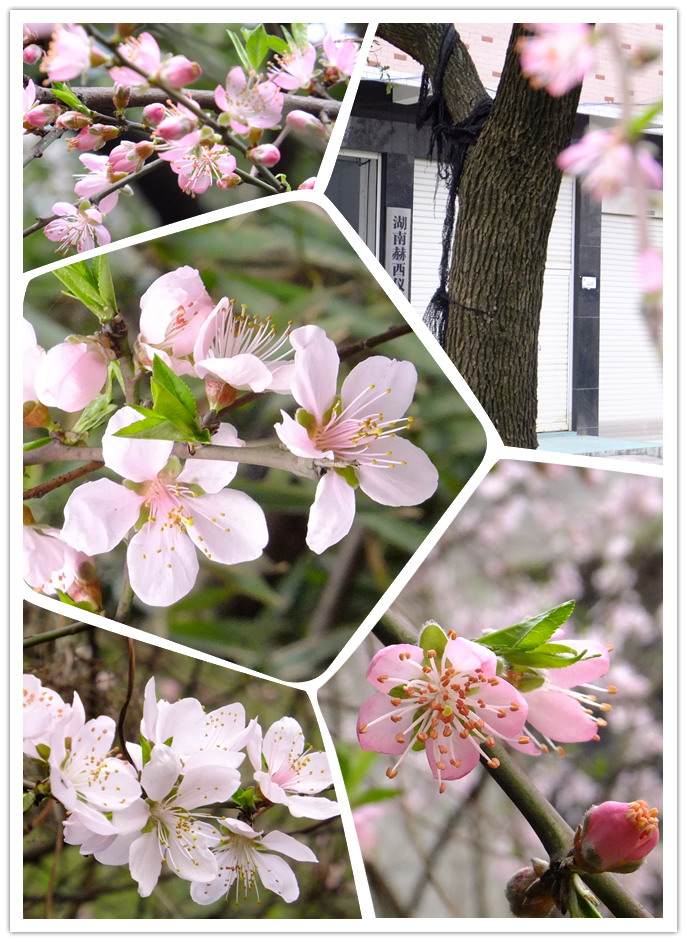 桃花朵朵開(kāi)